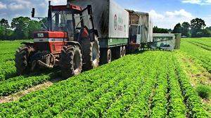 Einzelne große Betriebe in Kärnten können etwa Salat, Spargel oder Karotten an den handel liefern. Kleinere Betriebe müssen alternative Vertriebsschienen suchen (Symbolfoto)
