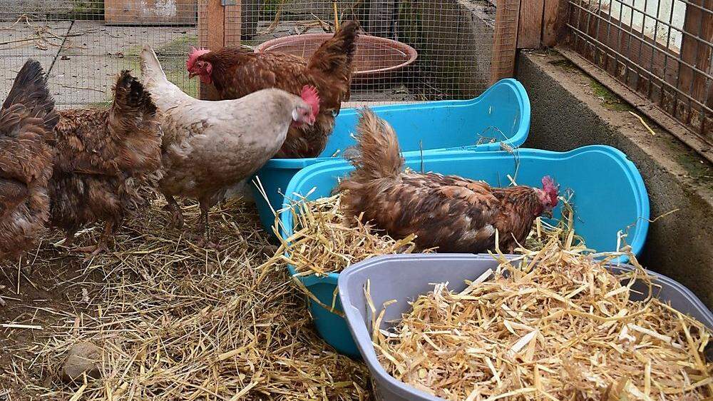 Vom Tierschutzverein werden die Hühner derzeit betreut