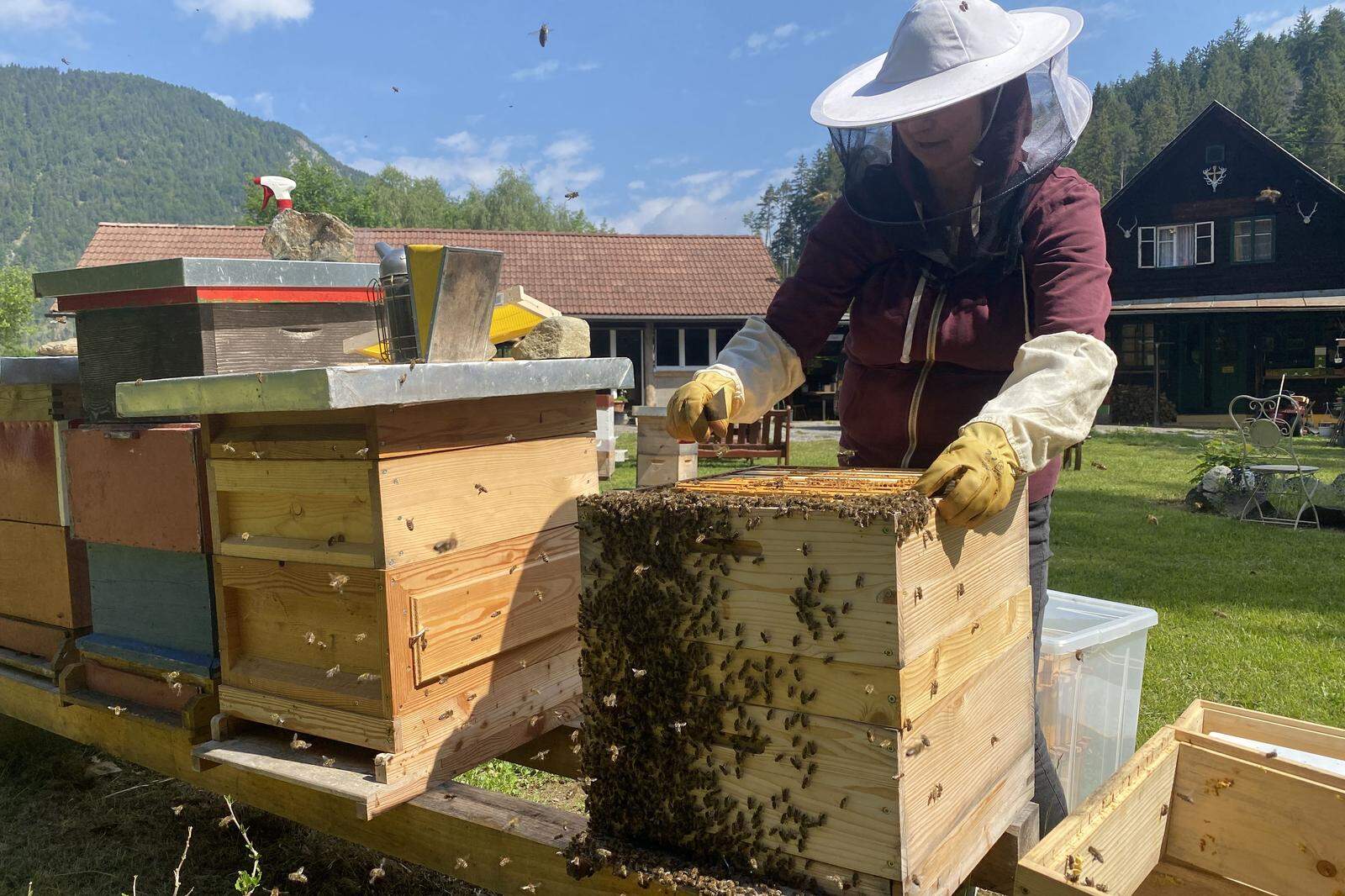 Das Bienenzüchten liegt voll im Trend