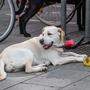 Hundstage in Graz: Viel trinken ist das Gebot - auch für Vierbeiner