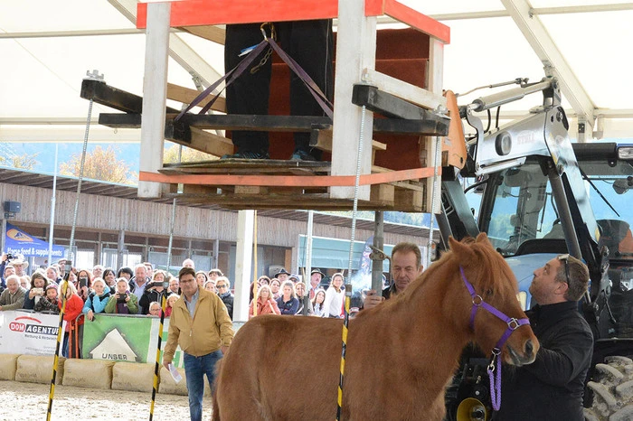 "Kraftlackl" Martin Hoi bei seinem Weltrekord-Versuch für das Guinessbuch. Er hob ein 418 Kilogramm schweres Pferd auf