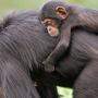 Schimpansenmädchen mit seiner Mutter