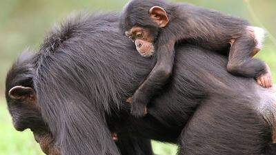 Schimpansenmädchen mit seiner Mutter