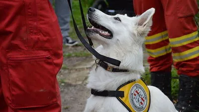 Wenn ein Hund die gelbe Kenndecke angezogen bekommt, weiß er, es geht los