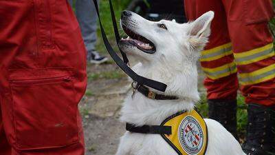 Wenn ein Hund die gelbe Kenndecke angezogen bekommt, weiß er, es geht los