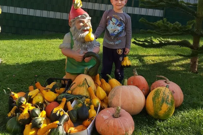 Eine bunte Vielfalt an Zierkürbissen hat Jonas rechtzeitig zum Herbstbeginn in Oma Annemaries Garten in Hollenegg ernten können.