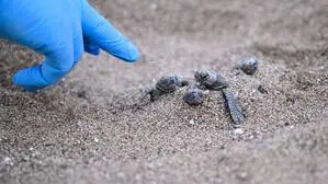 Junge Unechte Karettschildkröten bahnen sich ihren Weg durch den Sand in Richtung Meer  | 15 junge Schildkröten wurden gefilmt (Symbolbild) 