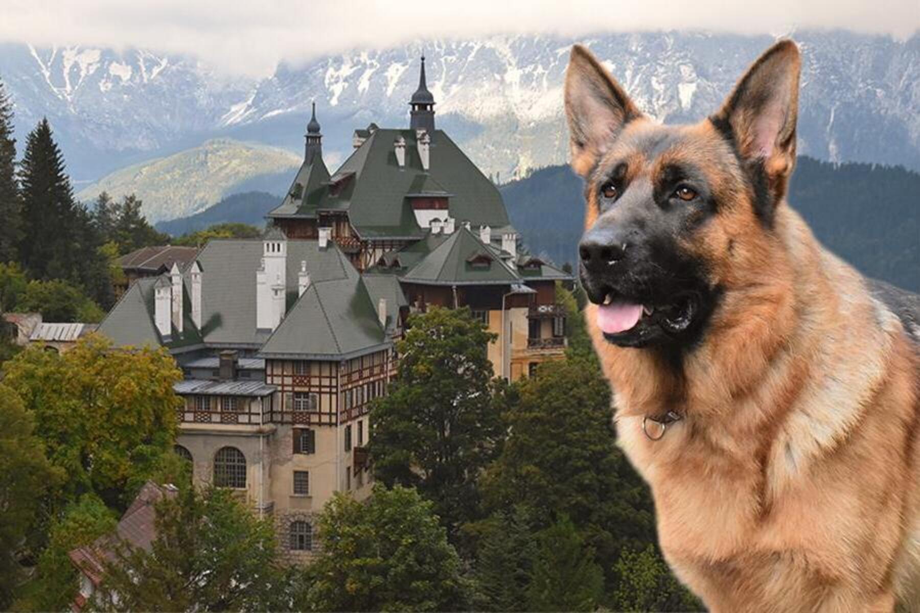 Kommissar Rex ist zurück: Eine Folge wurde im Südbahnhotel gedreht