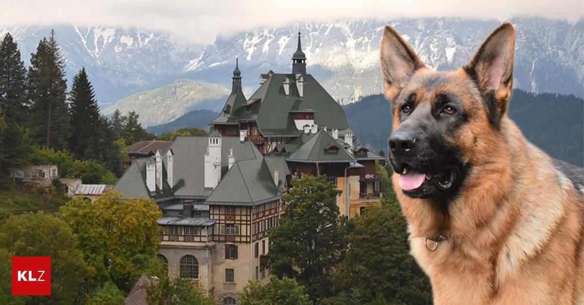 Kommissar-Rex-ist-zur-ck-Eine-Folge-wurde-im-S-dbahnhotel-gedreht