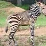 Das kleine Zebra-Fohlen wurde auf den Namen Zora getauft... 