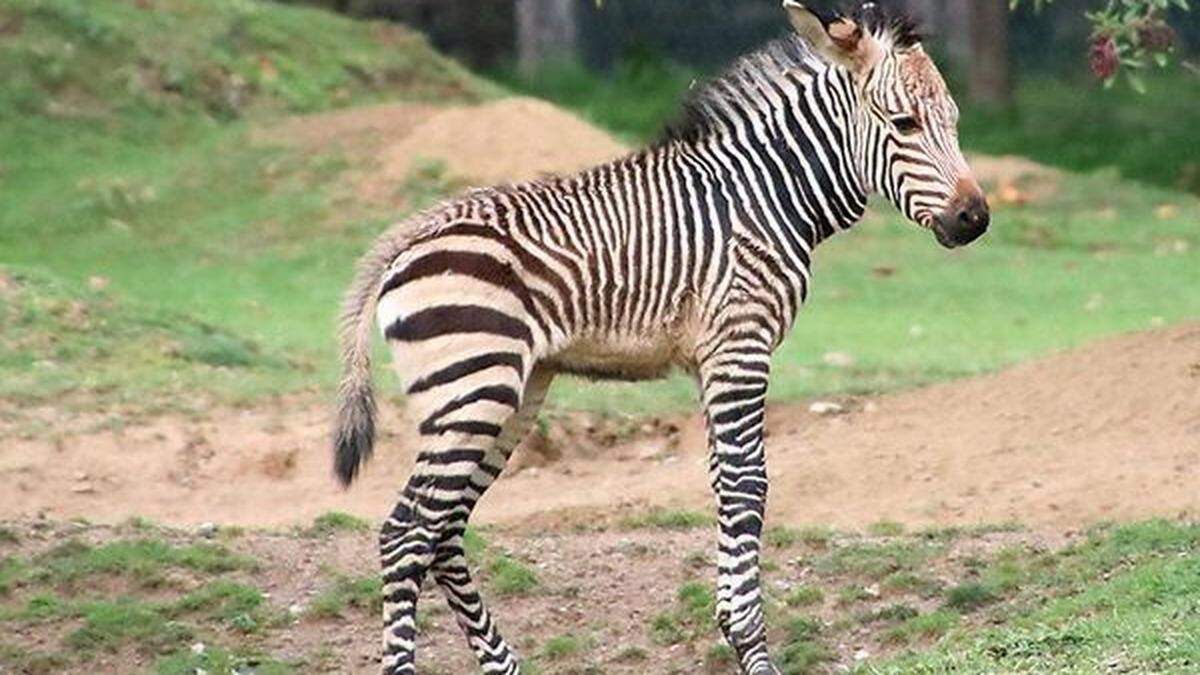 Das kleine Zebra-Fohlen wurde auf den Namen Zora getauft... 