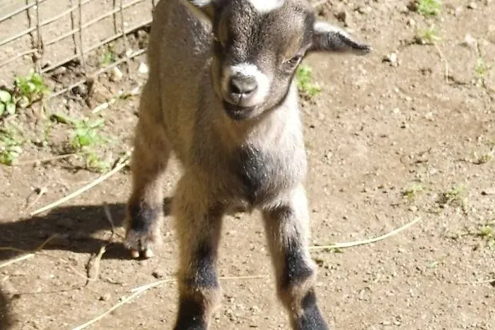 Die jungen Zwergziegen im Alpenwildpark Feld am See freuen sich schon auf die Besucher, Ende Mai ist Eröffnung.