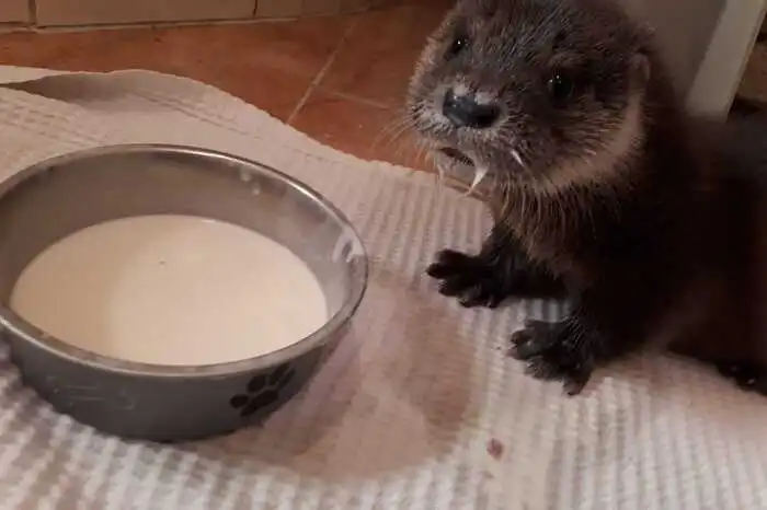 Ob "Oscar" später ausgewildert werden kann, ist noch unklar.