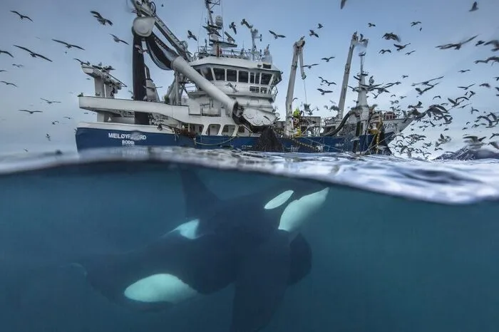 Der Wettbewerb fand das erste Mal 1965 statt, heute schicken professionelle Fotografen und Hobbyfotografen an die 50.000 Fotos ein. Am Bild: Ein Orca gönnt sich Heringe, die ein Fischtrawler in Norwegen nicht gefangen hat.