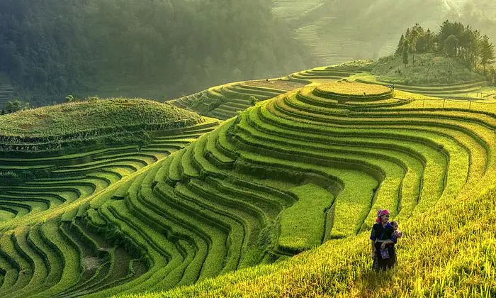 Reisterrassen in Vietnam