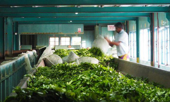 Dem Geheimnis des Cylon-Tees näher kommen. In den Fabriken wird Touristen erklärt, wie die gepflückten Teeblätter zu trinkbarem Ceylon Tee werden