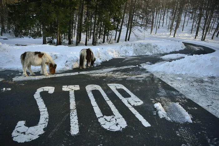 Der viele Schnee ist auch eine Überraschung für die Tiere