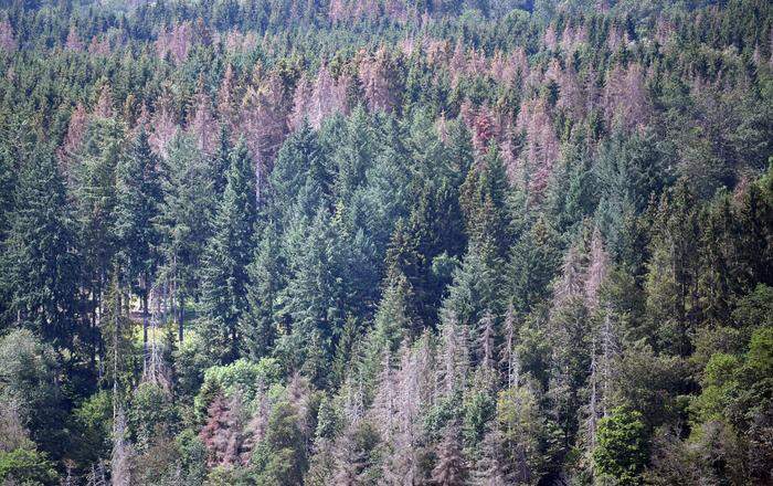 Tote Nadelbäume stehen in einem deutschen Wald