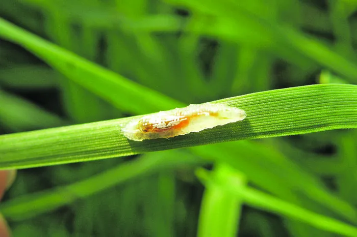 Die Schwebfliegenlarve frisst während ihrer Entwicklung 400 bis 700 Blattläuse. Erwachsen wird sie leider oft mit der Wespe verwechselt.