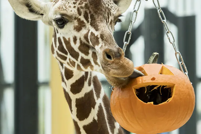 Mit ihren langen Zungen fischen die beiden Giraffen die Leckereien geschickt aus den Öffnungen.