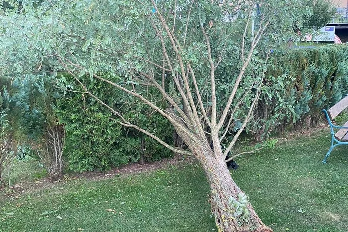 Dabei stand der Bewerb wenige Tage vor Beginn noch auf der Kippe. Der Sturm hatte auch den Bahnengolfplatz in Voitsberg nicht verschont, ein Baum wurde entwurzelt.