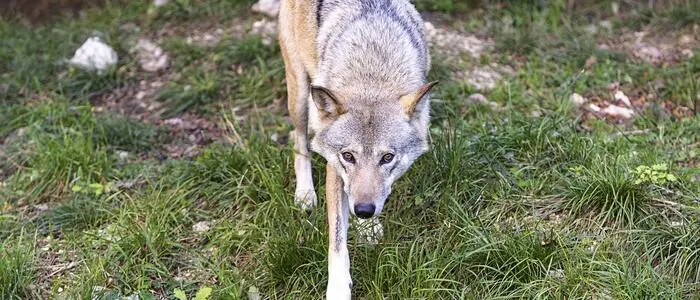Wolf auf einer Wiese