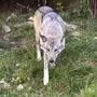 Wolf auf einer Wiese