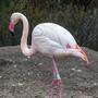 Ingo der Flamingo wurde stolze 75 Jahre alt