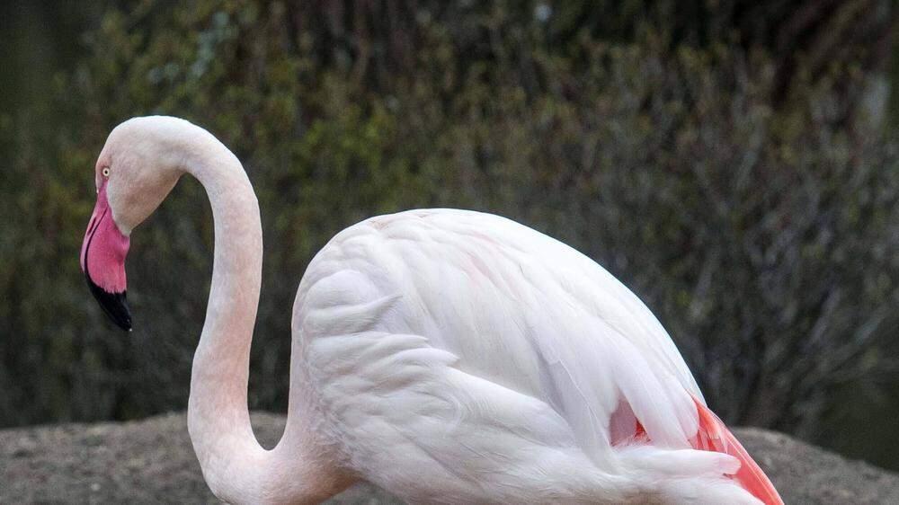 Ingo der Flamingo wurde stolze 75 Jahre alt