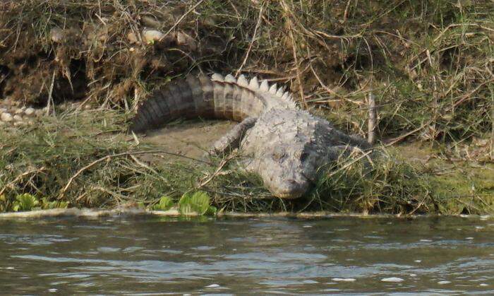 Krokodil am Flussufer