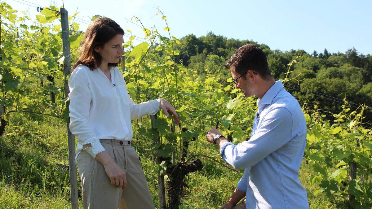 Katharina Tinnacher und René Kollegger besprechen die Vorzüge des Welschriesling