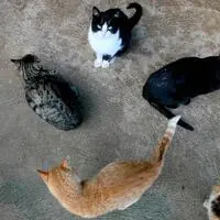 Schwarze Katzen werden zu Halloween für Rituale missbraucht - die Stadt Terrassa will nun zumindest in der Zeit rund um den 31. Oktober keine Tiere vergeben. 