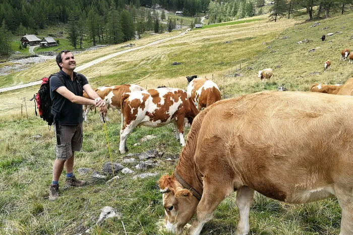 Keine Scheu vor Kühen