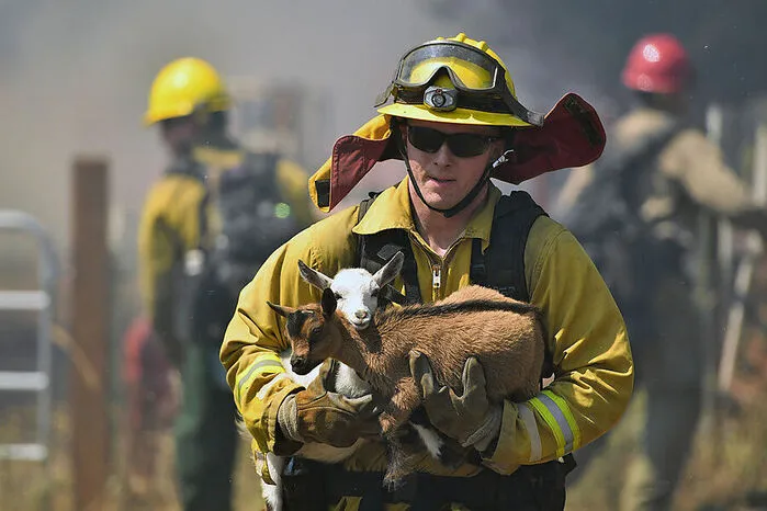 Feuerwehrmänner konnten die Tiere retten