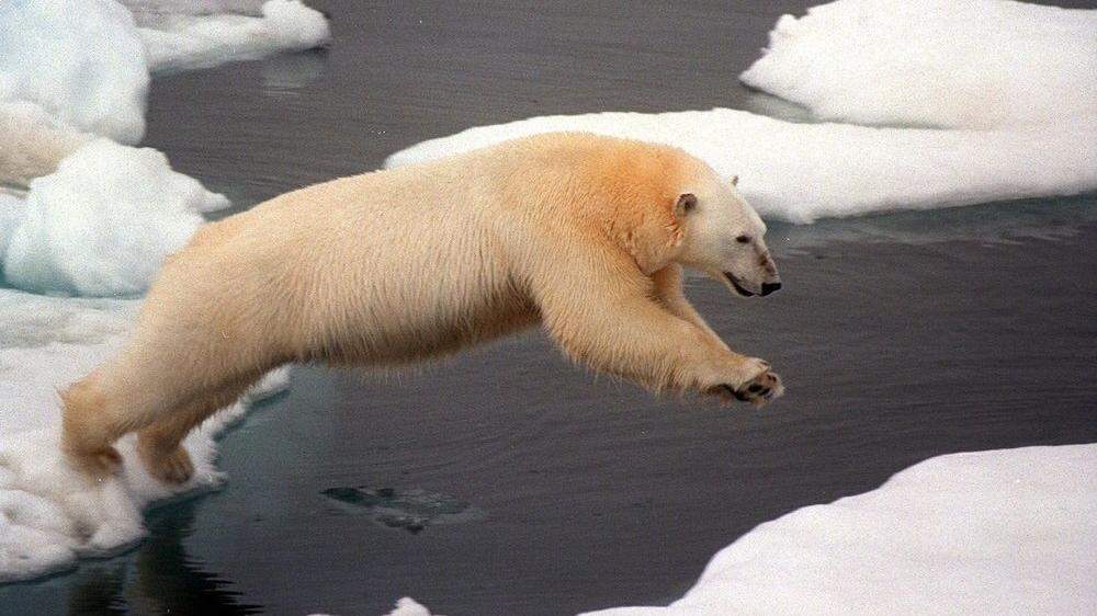 Russland zählt erstmals seine Eisbären