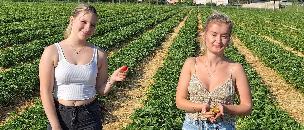 Am Erdbeerfeld Posch in Heimschuh sind die Erntehelferinnen bereit für die Saison