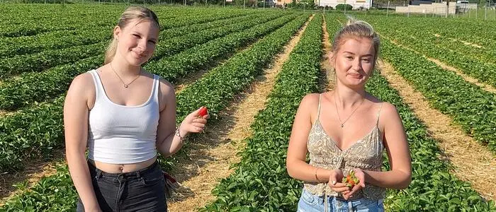 Am Erdbeerfeld Posch in Heimschuh sind die Erntehelferinnen bereit für die Saison