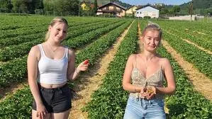 Am Erdbeerfeld Posch in Heimschuh sind die Erntehelferinnen bereit für die Saison