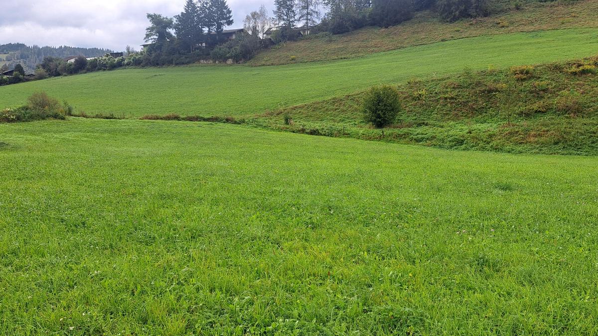 In diesem Bereich am Haiderhofweg in Trofaiach soll das neue Siedlungsgebiet entstehen