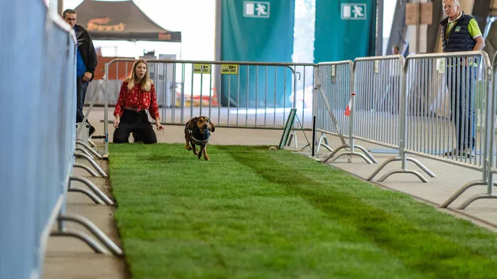 Die Speedstrecke ist 30 Meter lang. Auf dem Rollrasen zeigen die Hunde, wie schnell sie sind.