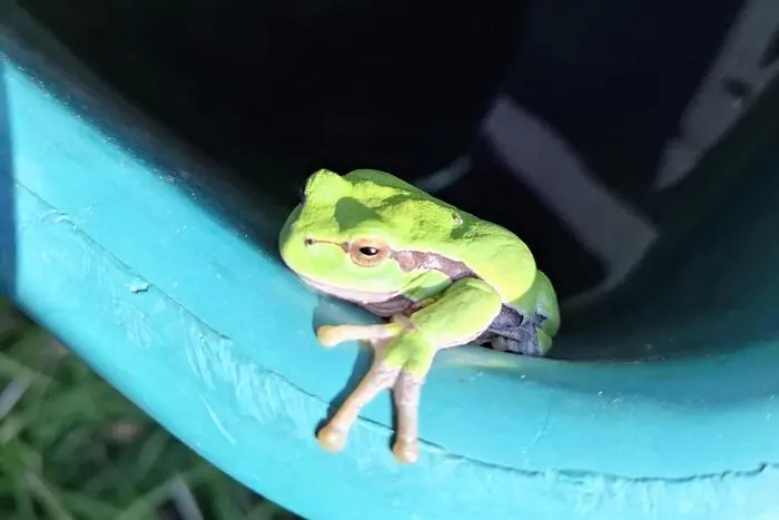 Besonderer Gast | Na, wer schaut denn da her? Dieser Frosch fühlt sich in der Regenwassertonne von Leserreporter Erik Bogdanovics aus Mitterberg sichtlich wohl. Herzlichen Dank für das Foto.