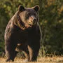 Braunbär Arthur