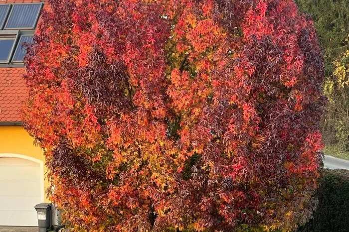 Der Amberbaum von Annemarie Rössler zeigt sich in den schönsten Herbstfarben