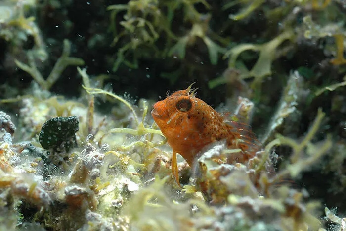 ... Fische...