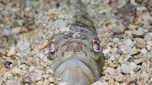 Zwischen Kieseln lugt unter Wasser ein Fisch hervor, nur seine Augen und das Maul sind zu sehen