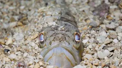 Zwischen Kieseln lugt unter Wasser ein Fisch hervor, nur seine Augen und das Maul sind zu sehen