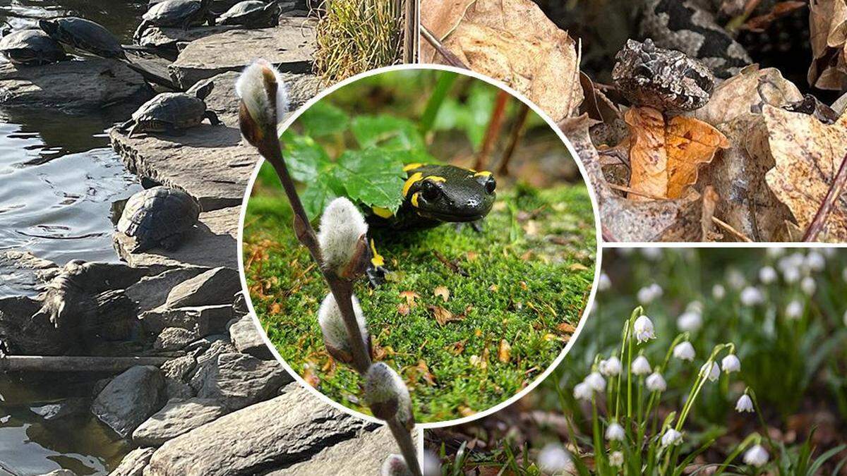 Feuersalamander, Schildkröten und Schlangen sind bereits aktiv, während die Frühlingsboten sprießen