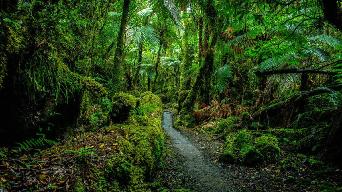 Ein gesunder Regenwald ist überlebenswichtig für die Menschen