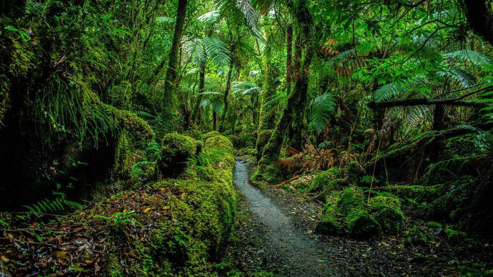 Ein gesunder Regenwald ist überlebenswichtig für die Menschen