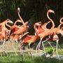 Die Roten Flamingos im Tiergarten